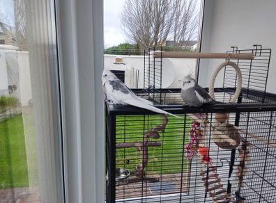 Parrot  Birds Cage  Cockatiel