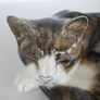 Mike Hinton porcelain sleeping cat signed Image 5