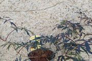 Sambucus nigra black lace