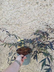 Sambucus nigra black lace