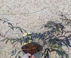Sambucus nigra black lace