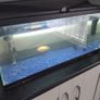 fish tank Image 4