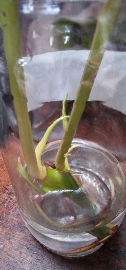 No.8 Philodendron Burle Marx Variegated