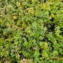 Herbs, Lavender, Strawberry Plants Image 6