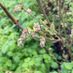MEL Plants