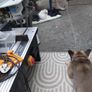 Table Saw Image 5
