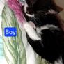 Kittens Image 3