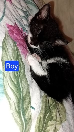 Kittens