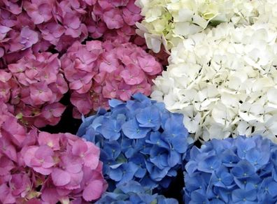Dried Hydrangeas