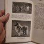 The Shetland Sheep dog. Image 7
