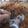 baby girl firetrap jacket Image 3