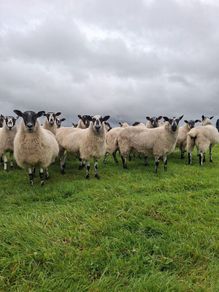 mule hoggets