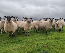 mule hoggets