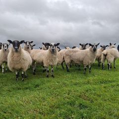 mule hoggets