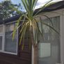 Palm Tree Image 8