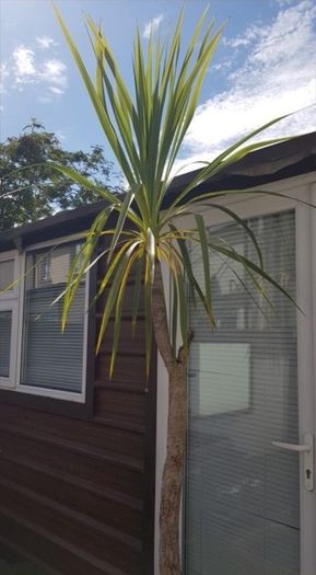 Palm Tree