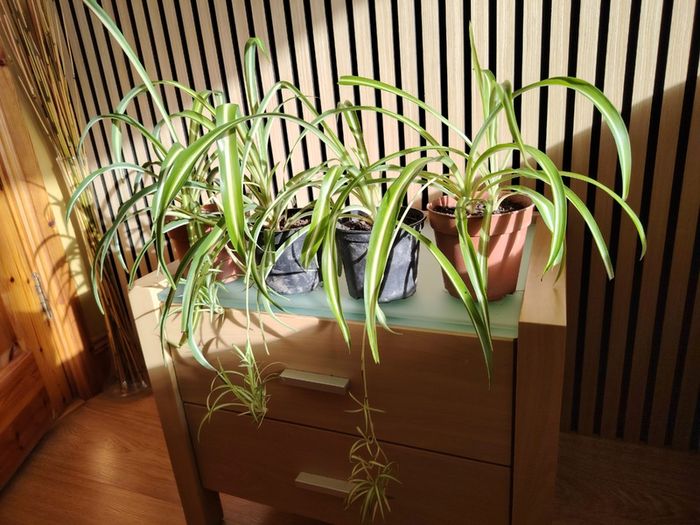 Spider Plant