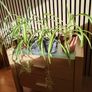 Spider Plant Image 2