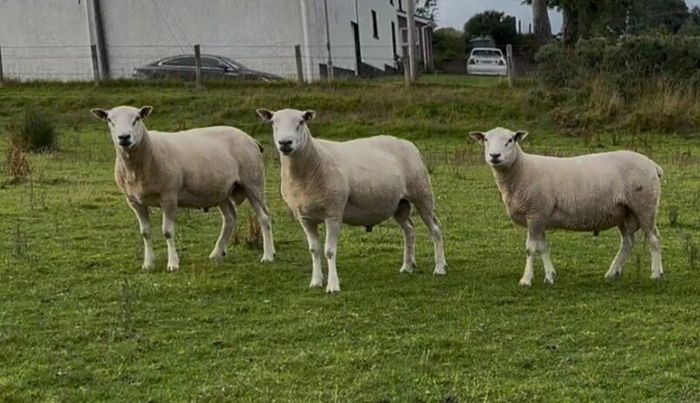Shearling Belclare Rams PBNR