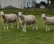 Shearling Belclare Rams PBNR