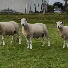 Shearling Belclare Rams PBNR