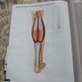 The Concise Book of Muscles 4th Edition Chris Jarmey  Anatomy and Physiotherapy Image 5
