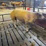 Beltex Hogget & Ram lambs Image 3