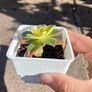 plant Image 2