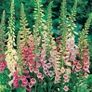 White Foxglove seeds Image 2