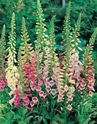 White Foxglove seeds