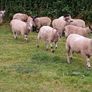 Hardy cross breed ewes for sale....280 Euros Image 3