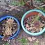 Blooming now Mature Succulent Arrangements in Glazed CeramicPot Image 5