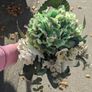 Fake posy of flowers Image 7