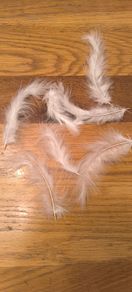 white feathers