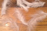 white feathers