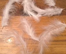 white feathers