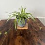 Large spider plant with runners house plant Image 2