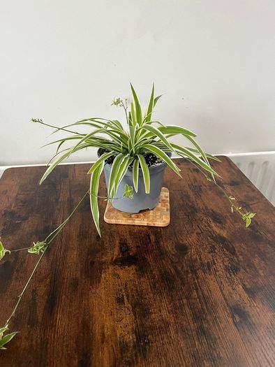 Large spider plant with runners house plant