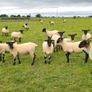 Hoggets Image 9