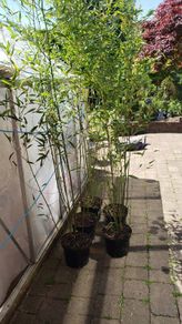 Bissettii bamboo. delivery available