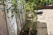 Bissettii bamboo. delivery available