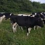 Friesian Bullocks For Sale Image 4