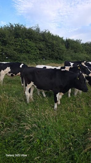 Friesian Bullocks For Sale