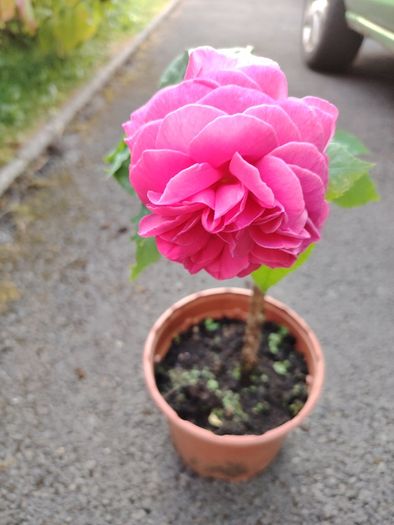 Plant