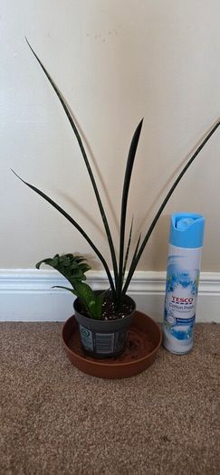 Plants set