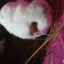guinea pigs Image 3