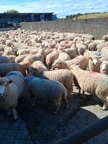 Romney 50 ewe lambs