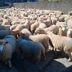 Romney 50 ewe lambs