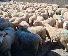 Romney 50 ewe lambs