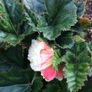 4 Begonias ceramic & terracotta pots Image 7